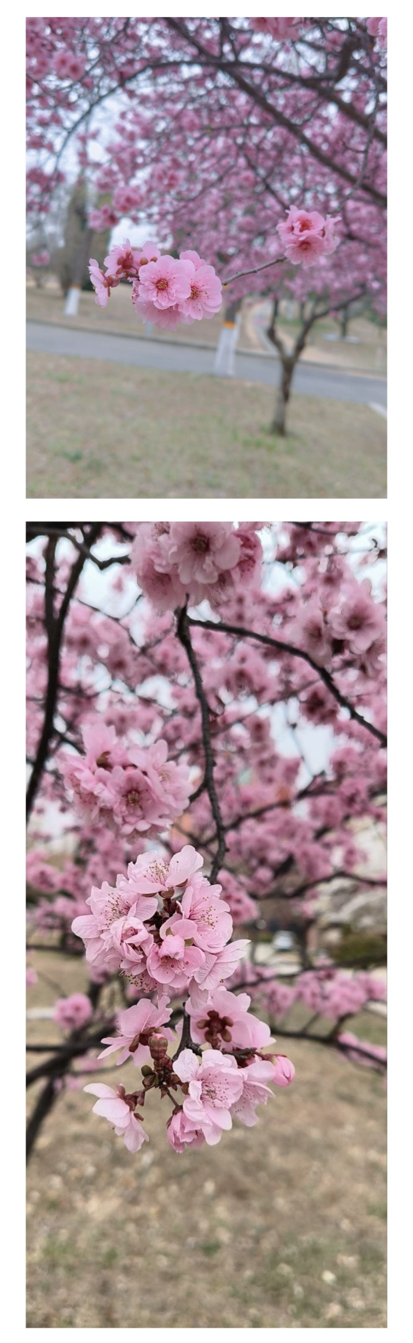 IMG_20250501_174747.png