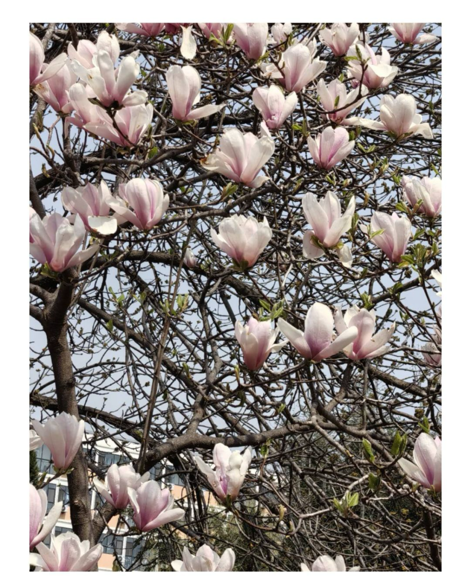 IMG_20250501_174444.png