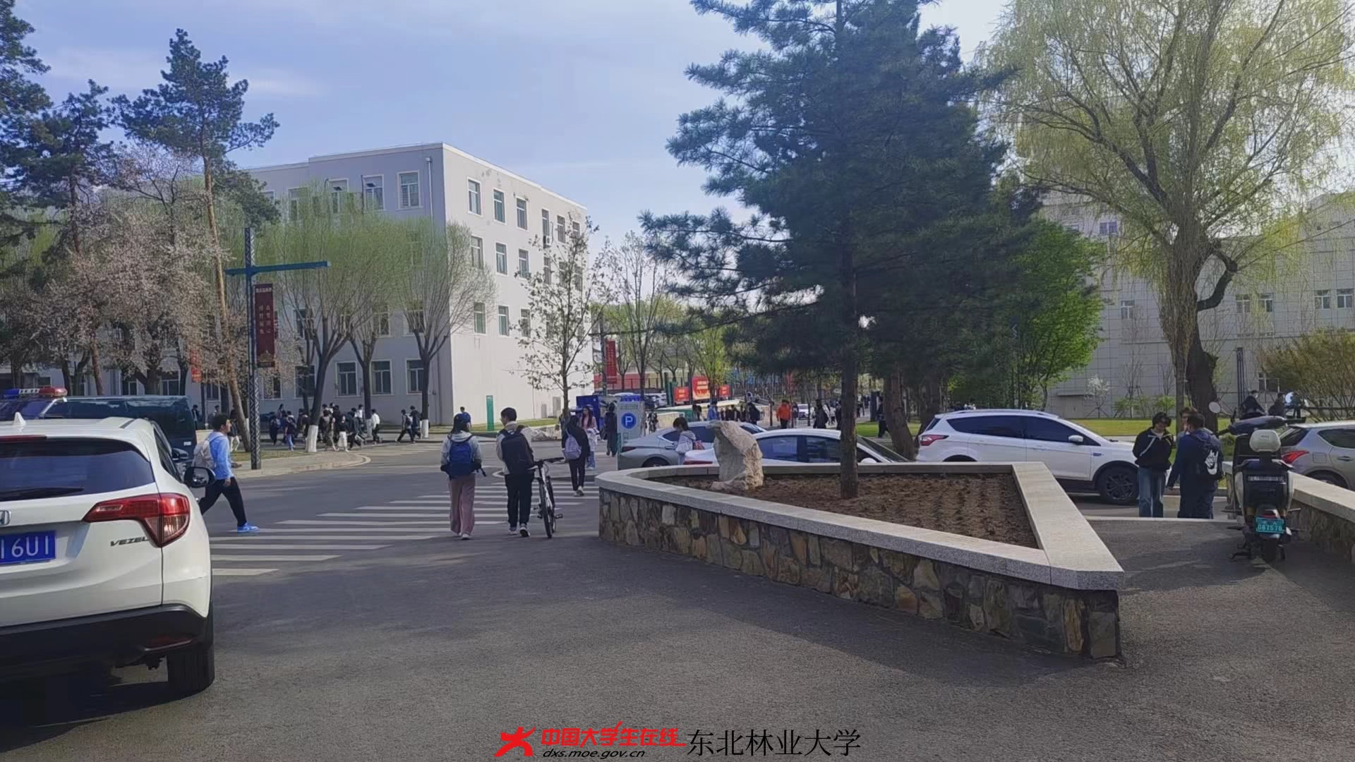 东北林业大学男女比例图片