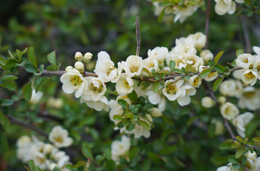 春和景明,时光正好丨让我把秦皇岛校区的春天打包给你吧! - 东北石油