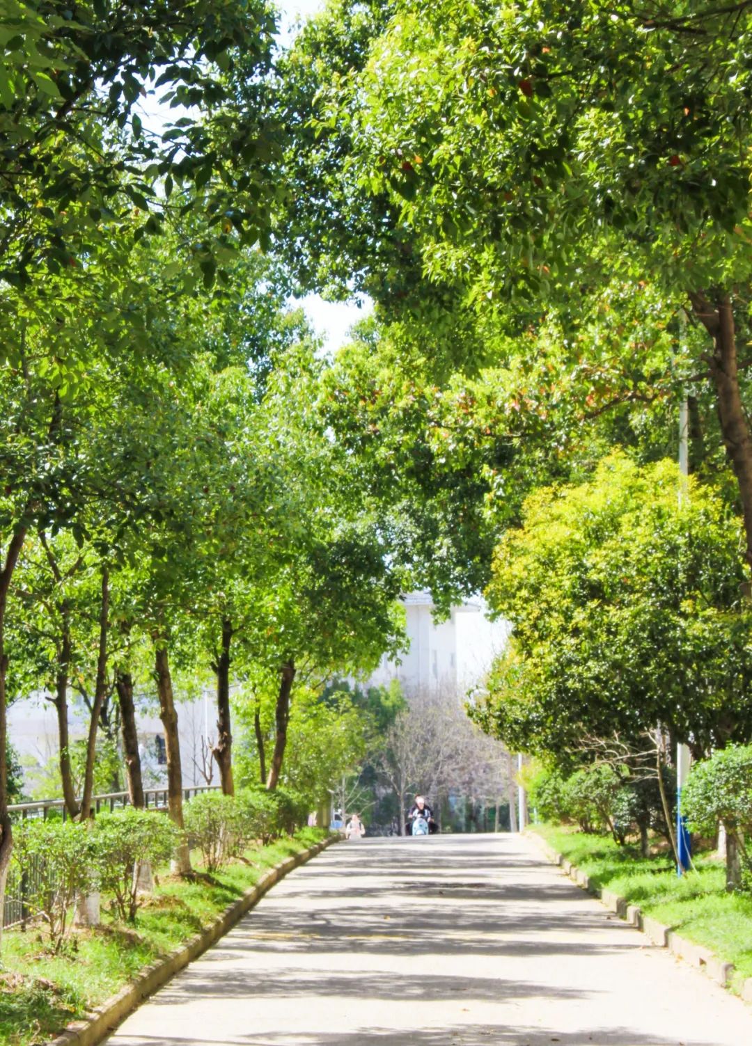 湖水拂叶叶拂水绿阴冉冉遍天涯倒映着的是雨也扰乱不了的平静万物始春