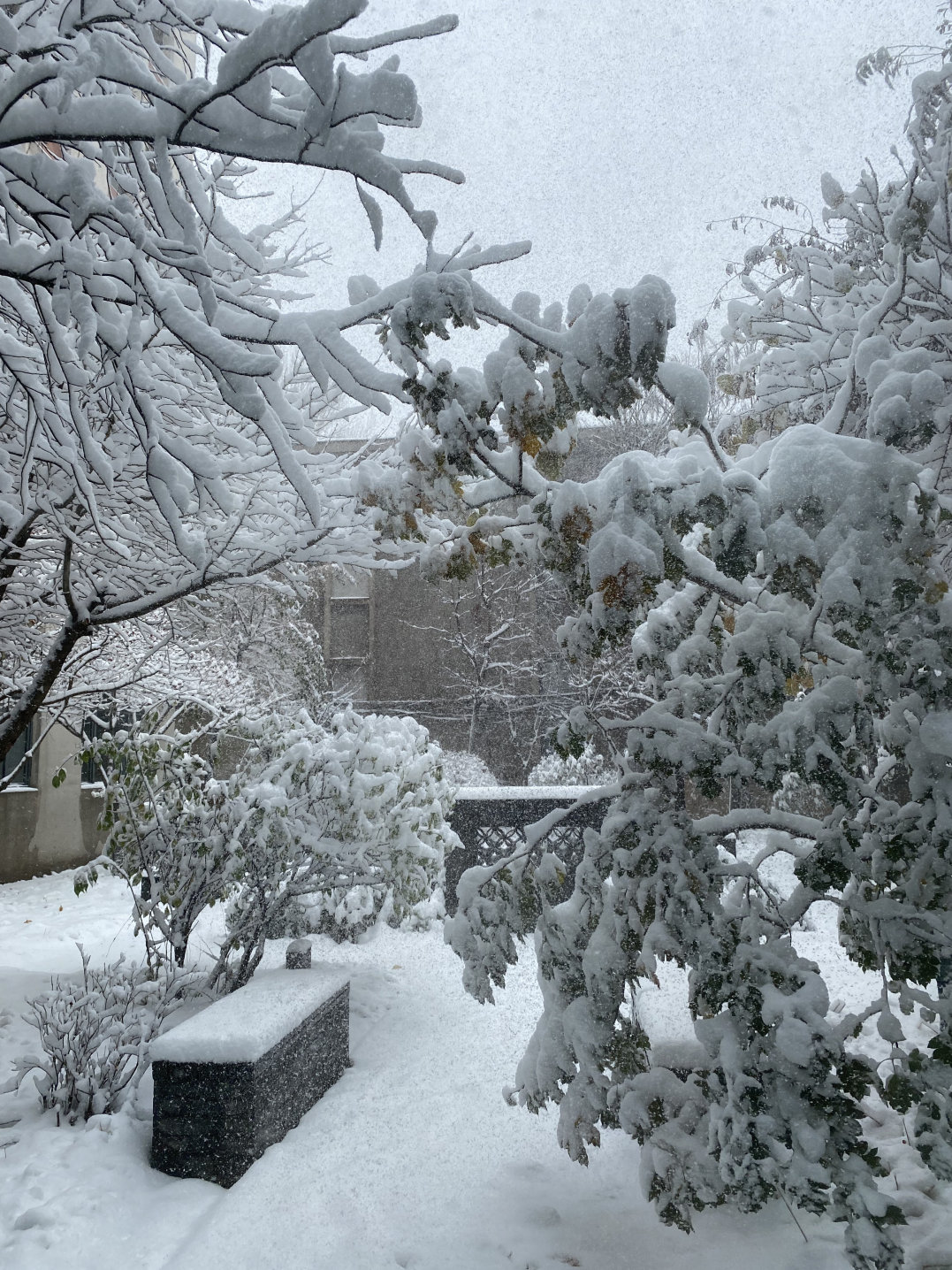 滴小易邀请你一起去看初雪