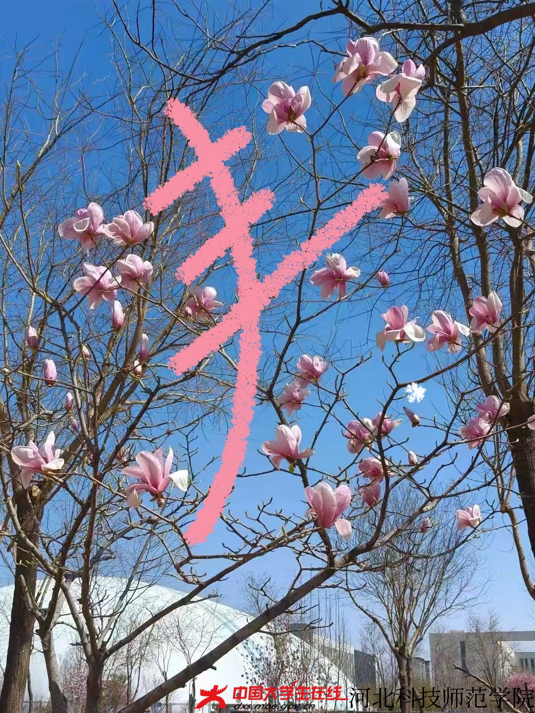 图1 周梦菲 摄 徐依林 绘.jpg 图1 周梦菲 摄 徐依林 绘.jpg