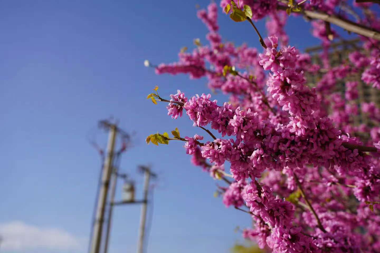 紫荆最懂集群效应，突然在宿舍楼下发起粉色总攻，把整条小路染成梦幻缓冲区。（融媒体中心 李靖轩摄）