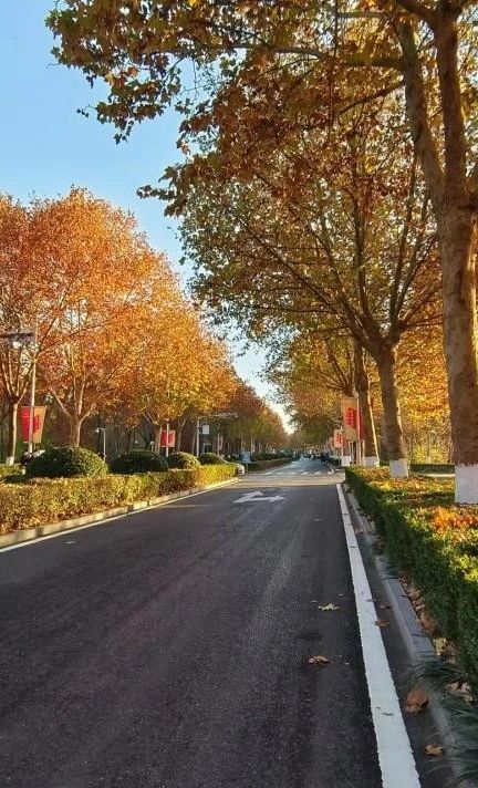 郑大秋季美景2.jpg 郑大秋季美景2.jpg