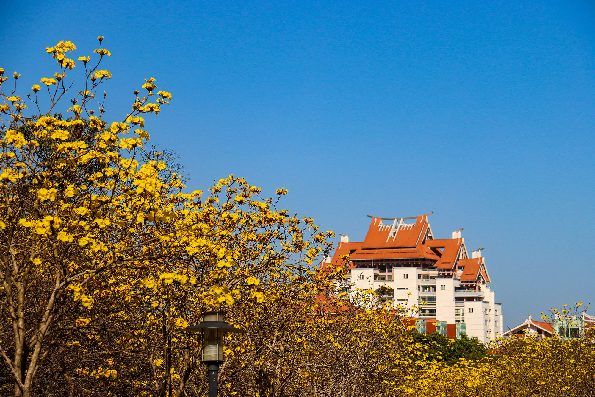 爱上这个治愈色,"嘉园"的那抹春色 - 厦门大学嘉庚学院 - 中国大学生