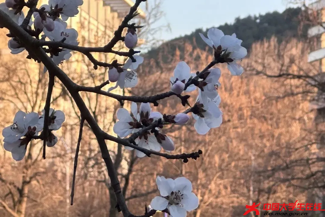 櫻瓣紛揚 遼寧科技大學(xué)大通社攝.png