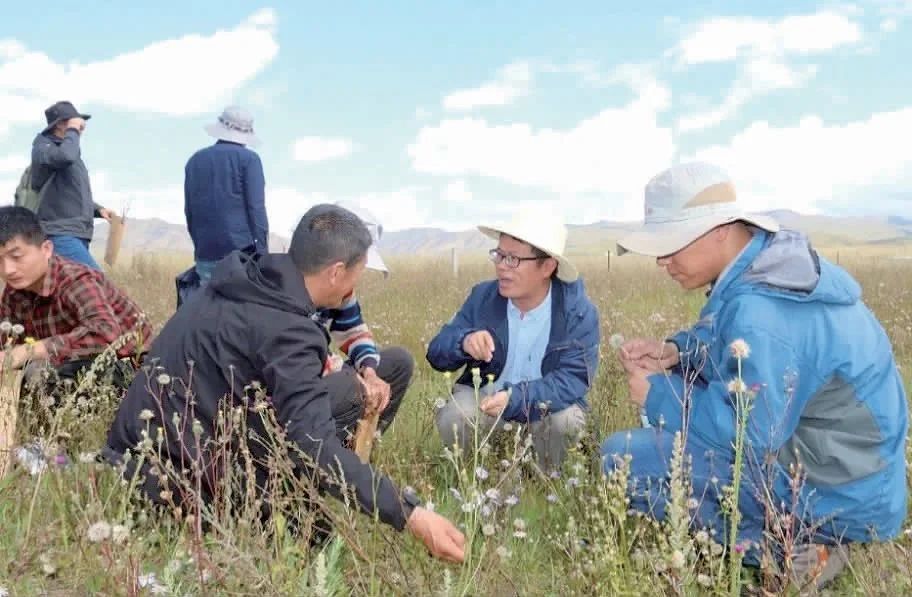 他们年检草种量超我国流通量四分之一….jpg