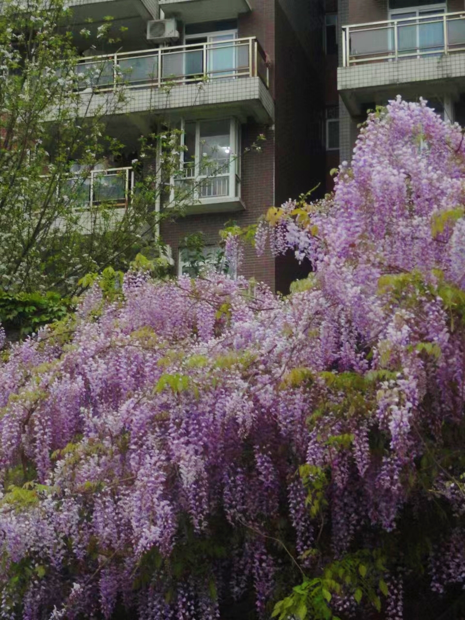 紫藤挂云木，花蔓宜阳春。
