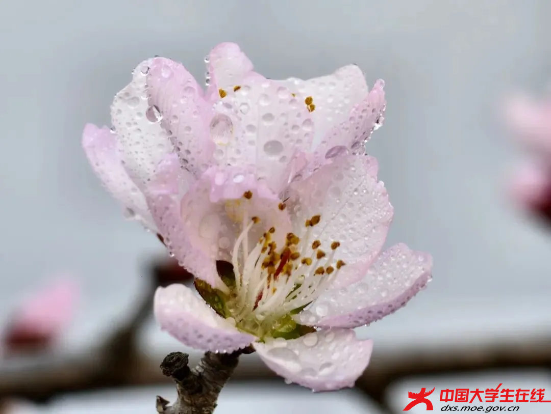 繁花似錦 遼寧科技大學(xué)大通社攝.png