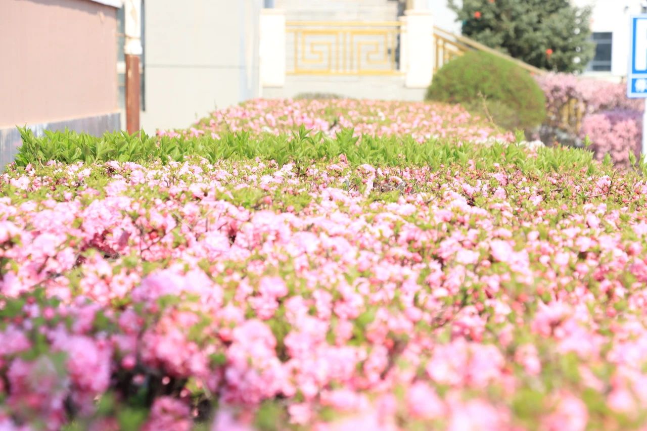 粉花、黃花與綠草悄然登場，在校園的各個角落，共同編織出一幅生機盎然的春日畫卷（圖片拍攝：張朔寧 屈凡茜 李鑫淼 藏青雪 陳靜怡 張世宇 李高揚）