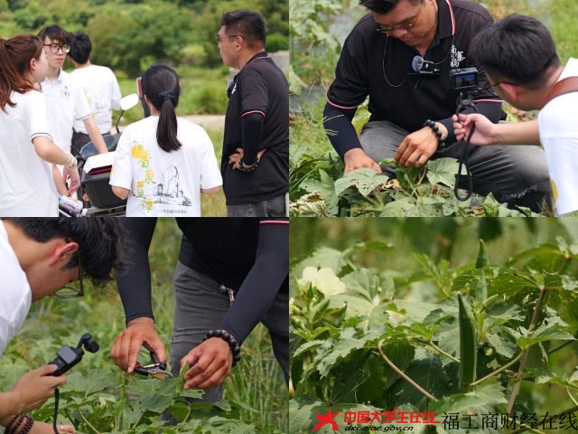 团队成员参观水果秋葵采摘园.jpg 团队成员参观水果秋葵采摘园.jpg