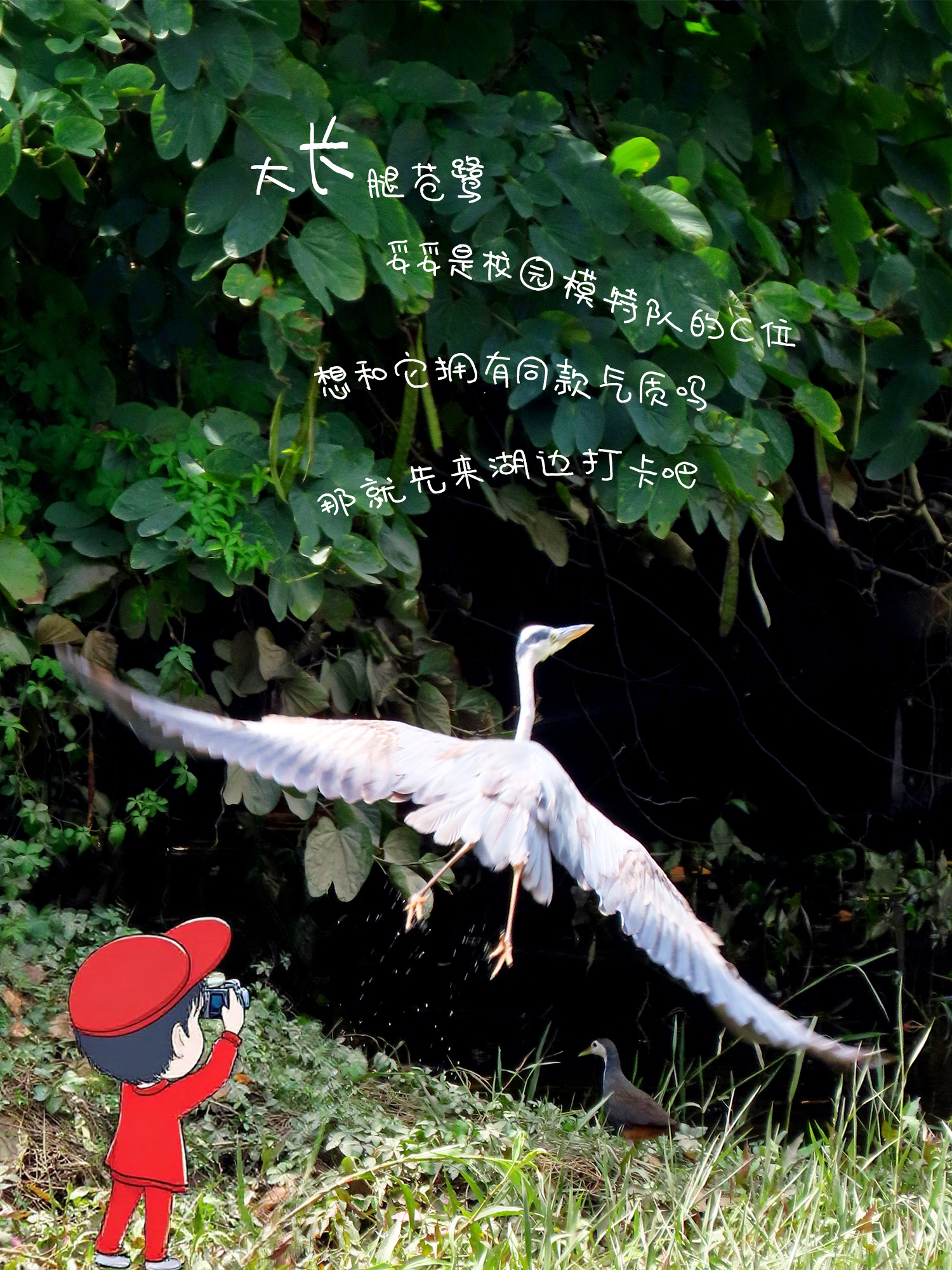 《苍鹭》大长腿苍鹭，妥妥是校园模特队的C位。想和它拥有同款气质吗？那就先来湖边打卡吧！（摄影：黄振谊）