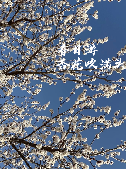 湛蓝的天空下，一树杏花正开得烂漫。枝头上的每一朵花瓣都如同雪一般洁白，在阳光的照耀下显得格外耀眼。