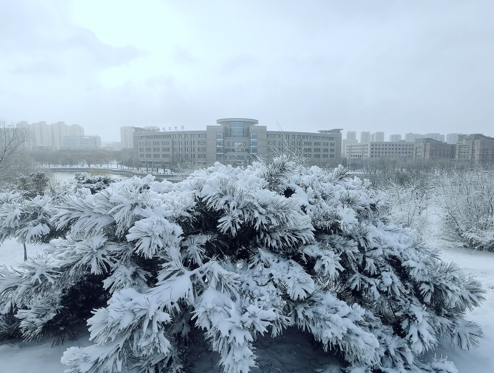 松针绽雪  拍摄：刘笑谊