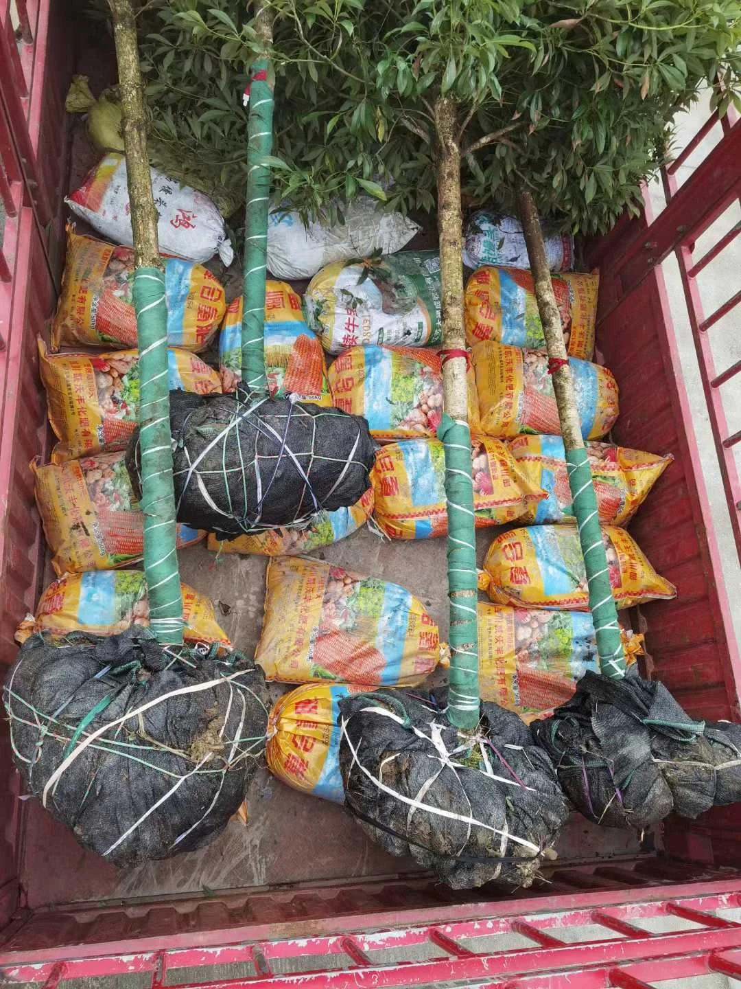 据悉，值此植树节之际，盐津县向中南大赠送了12株当地特产的桢楠树苗，愿中南大与盐津县如桢楠与春泥
