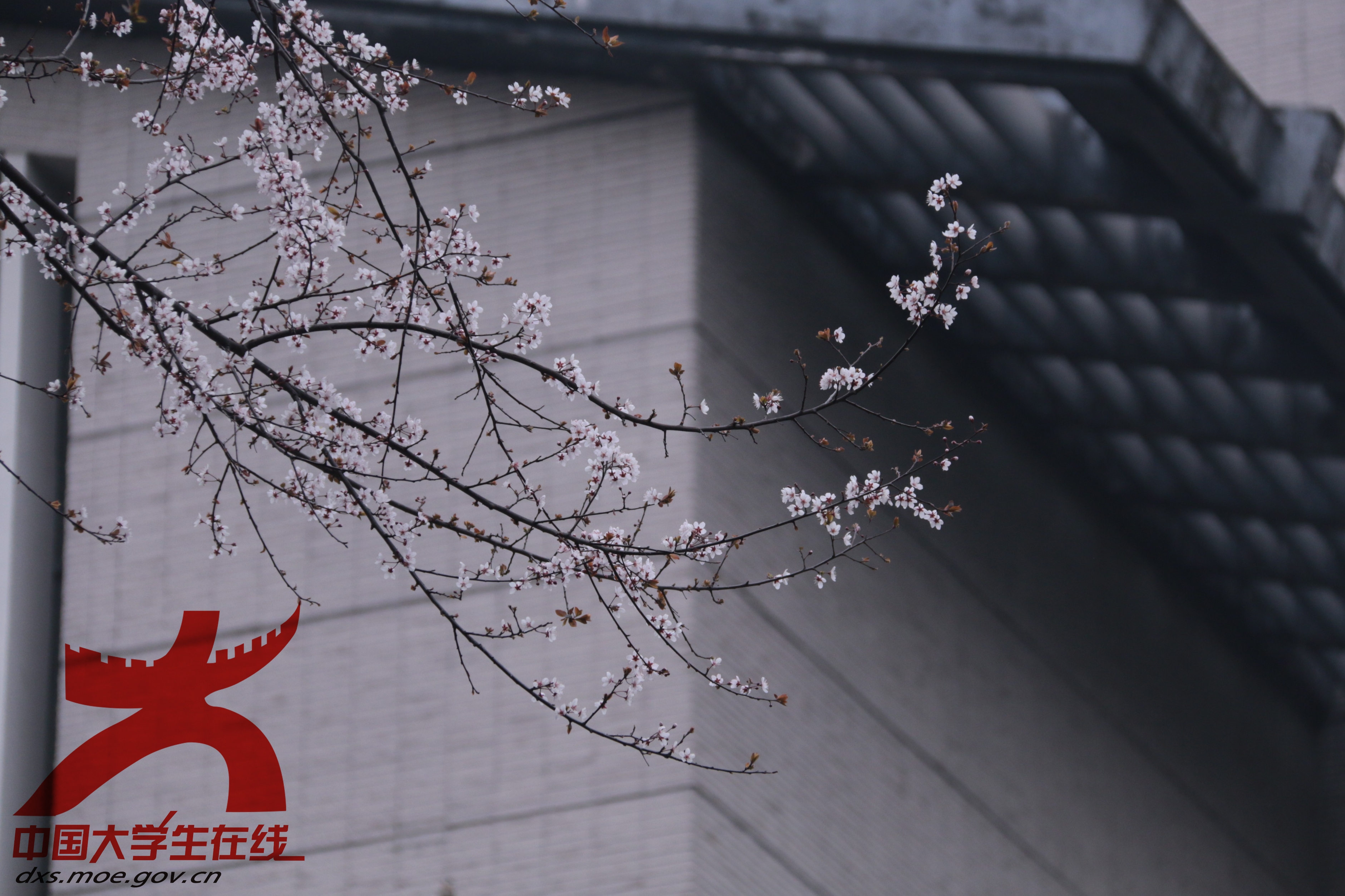 古朴建筑前，纤枝挑着簇簇白花，勾勒出校园里独有的雅致与诗意。(重庆理工大学 摄）