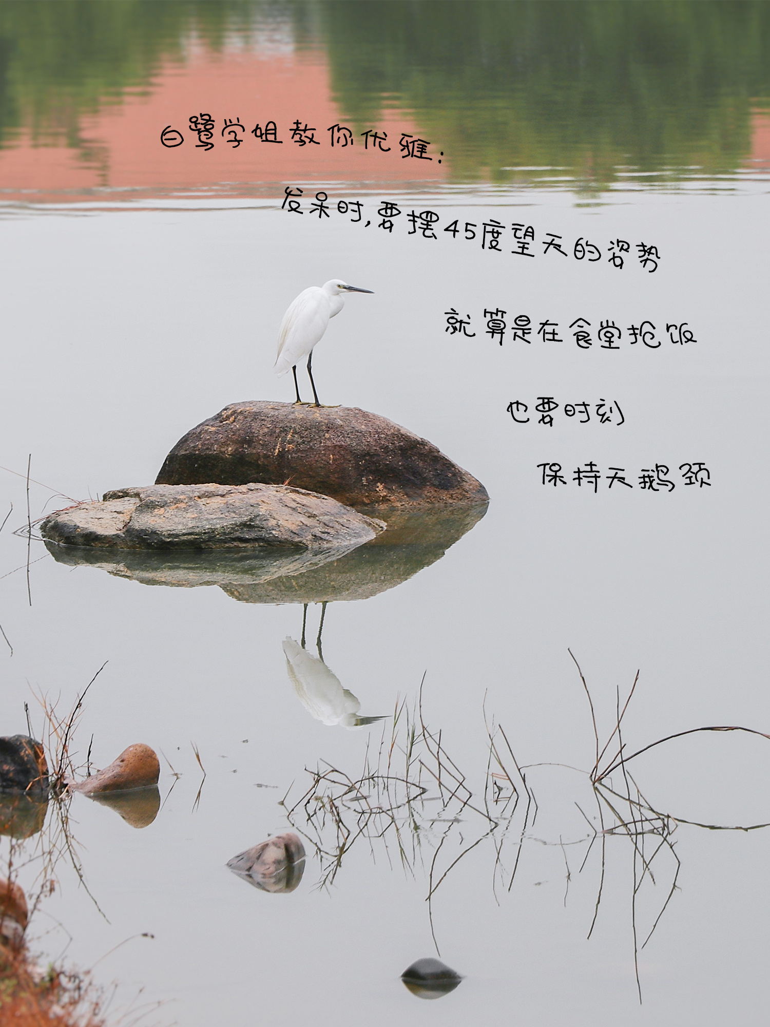 《白鹭》白鹭学姐教你优雅——发呆时，要摆45度望天的姿势；就算是在食堂抢饭，也要保持天鹅颈。（摄影：周鸿恩）