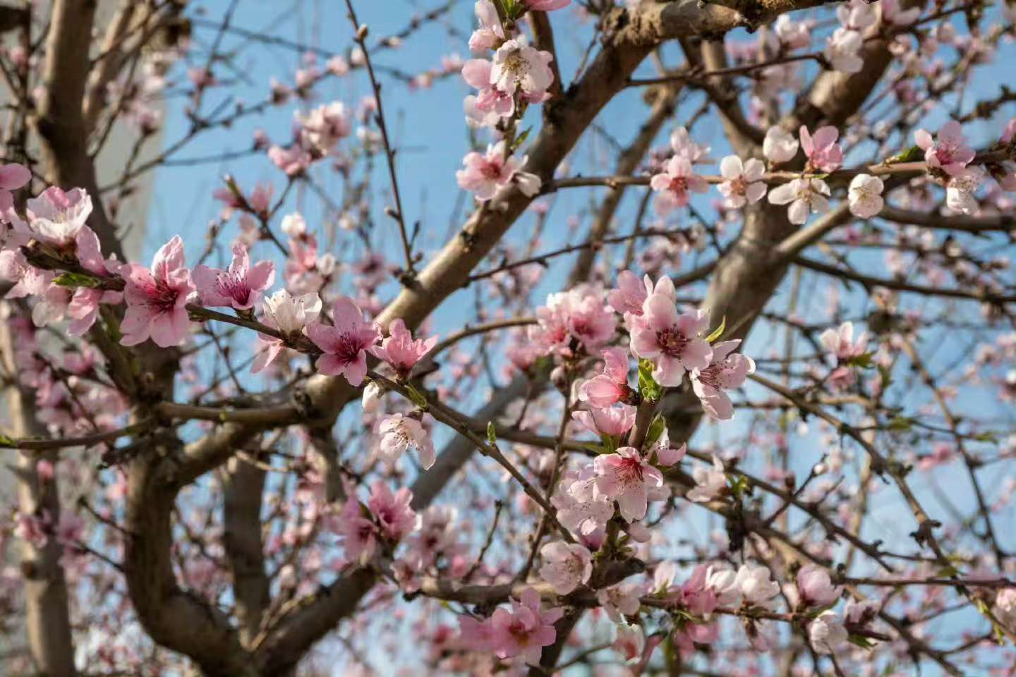我站在四月的风里，看海棠把心事写满枝头。图书馆的玻璃窗上，映着我与春天对望的剪影。（融媒体中心 李靖轩摄）