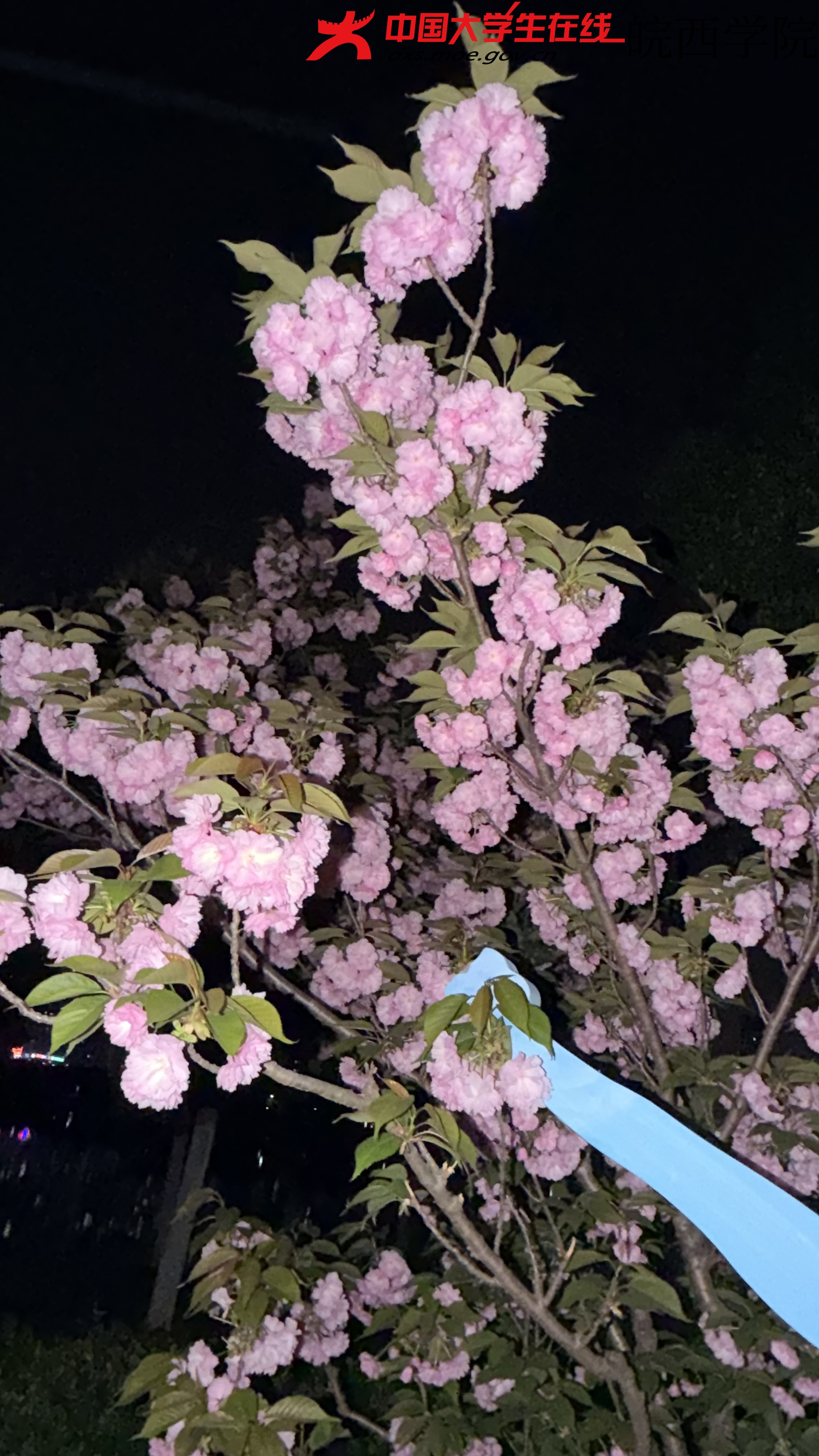 花开得很轻，像上课铃响前的窃窃私语。