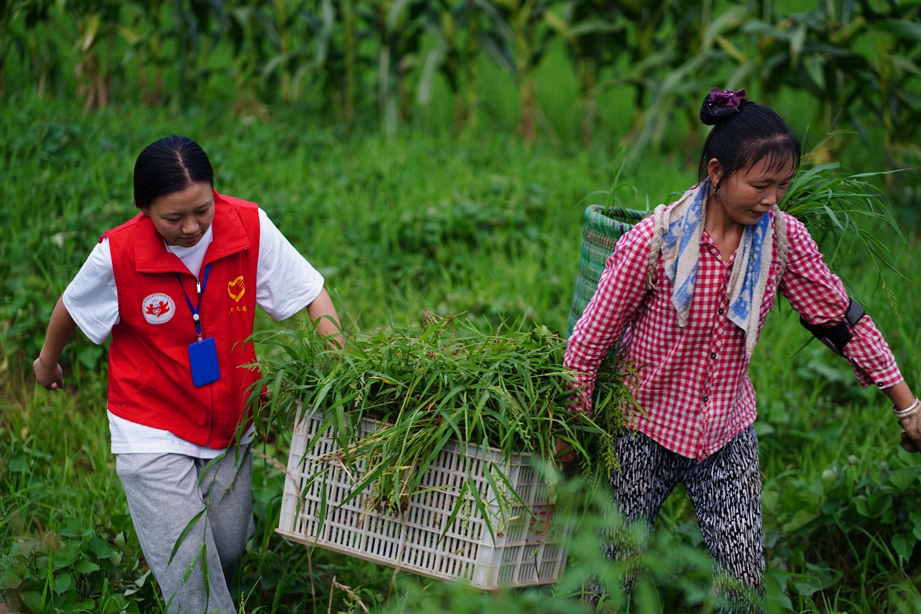 图16:图为团队成员在向村民宣传反诈知识的途中帮助村民运输杂草.JPG 图16:图为团队成员在向村民宣传反诈知识的途中帮助村民运输杂草.JPG