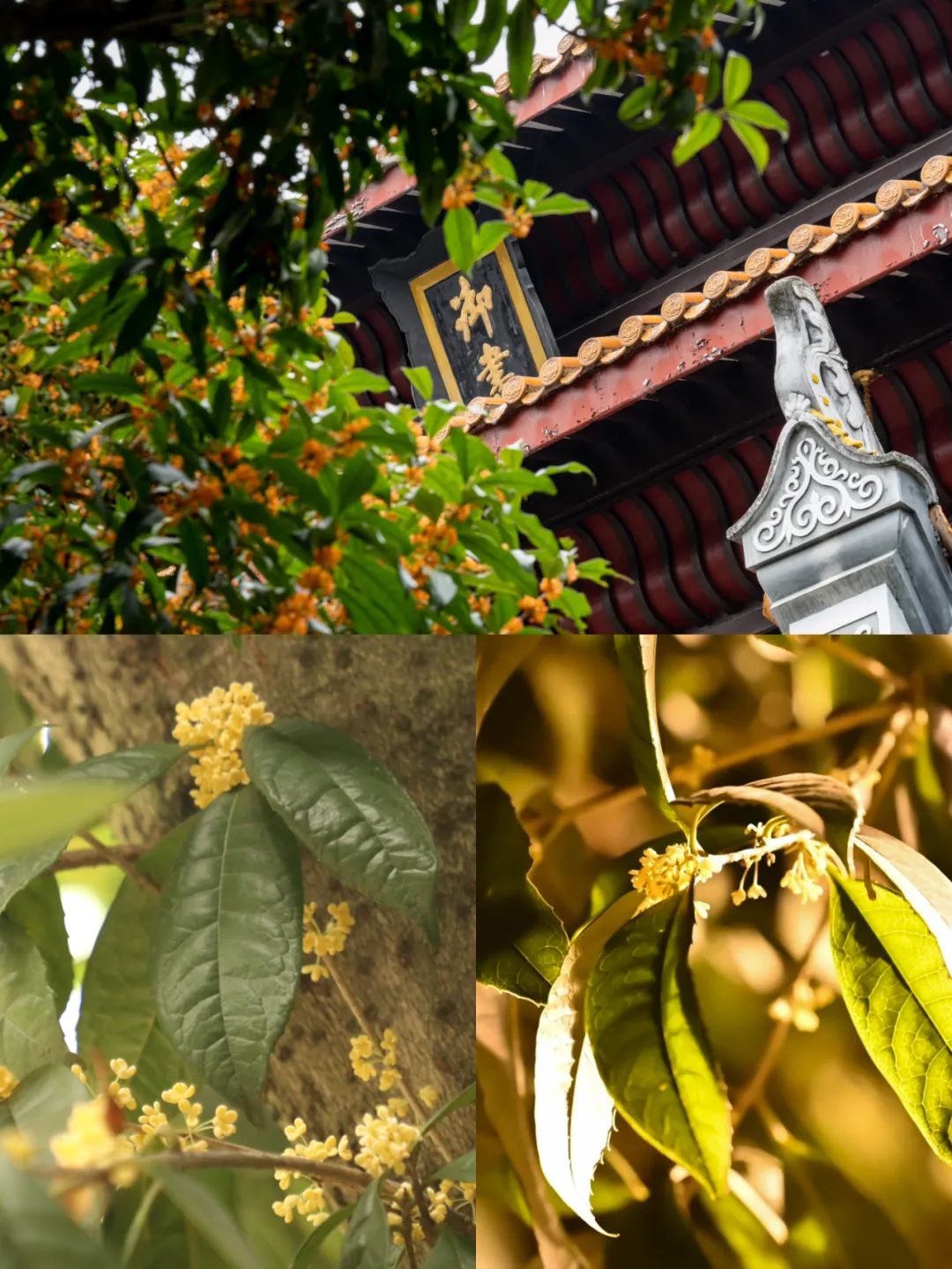 仍记否 仲秋时节 一束束细密的桂子 (湖大桂花   摄影:彭烨坤)