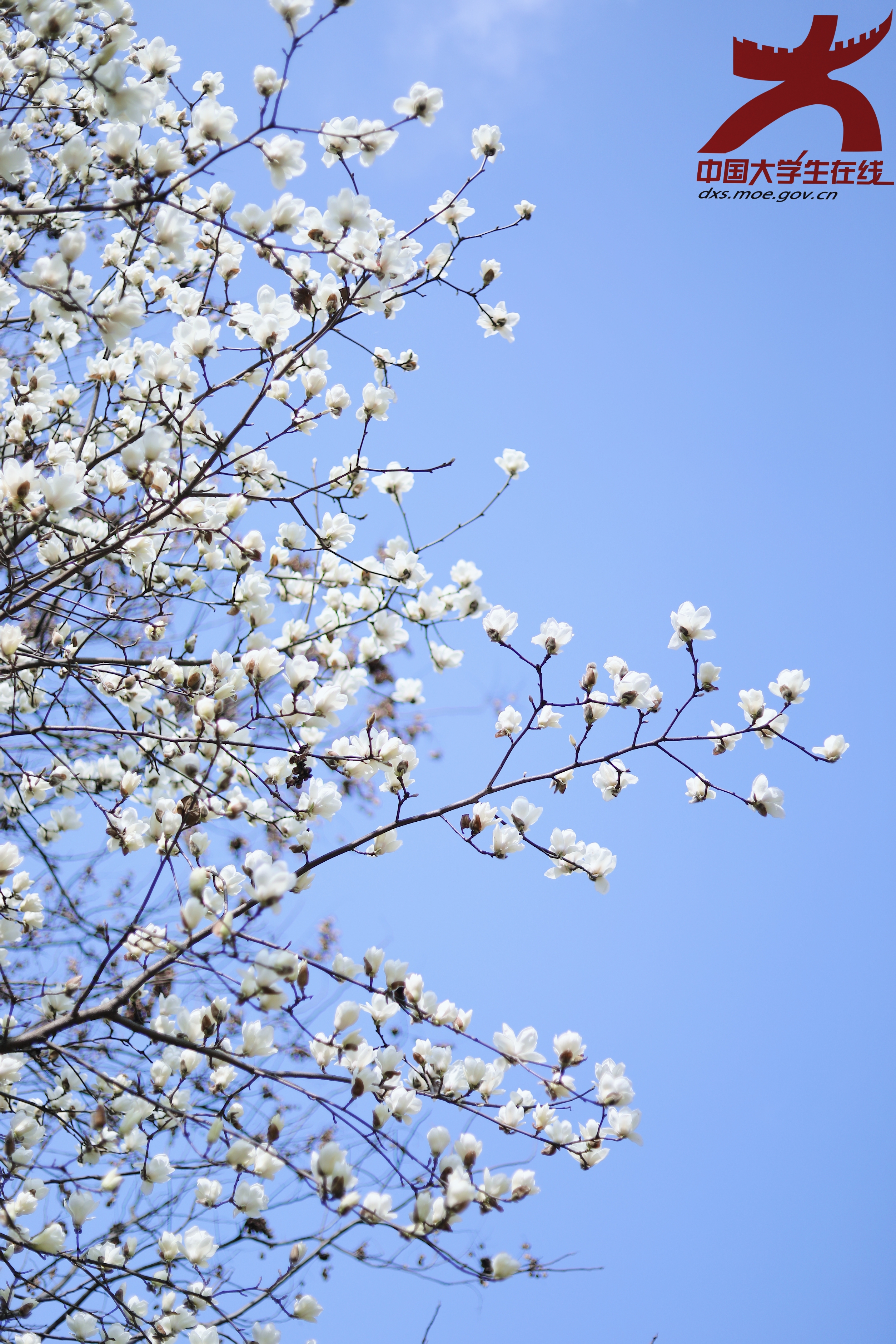 白玉兰凌于碧空，花朵肆意绽放，尽显校园的生机。(重庆理工大学 摄）