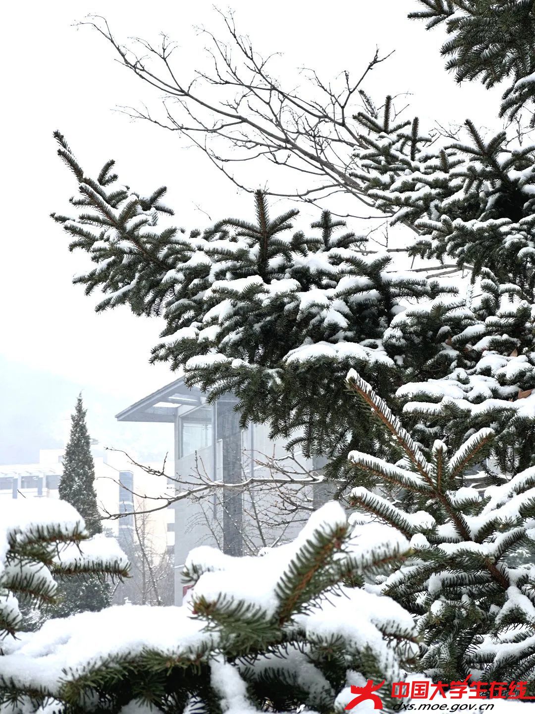 雪满枝桠。赵有成摄.jfif