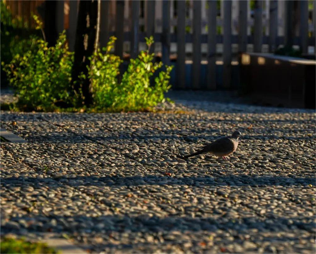 在中航大,总要来趟千禧湖吧! - 中国民航大学 - 中国大学生在线