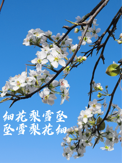 枝头绽放着洁白如雪的梨花，它们在湛蓝的天空下显得格外纯净与优雅。微风轻拂，花瓣轻轻摇曳，仿佛在空中跳起了优雅的舞蹈。