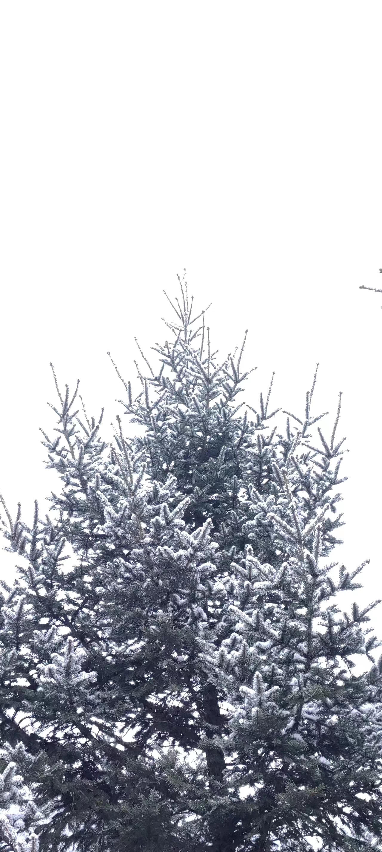 松雪相依耸峻岭，松青雪白两新鲜。