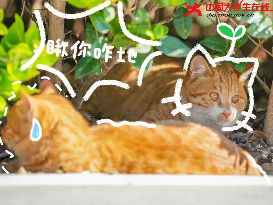 两张橘猫间的“眼神较量”  来源：河南农业大学