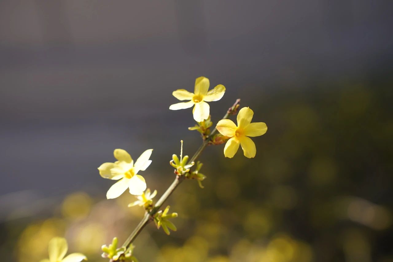 春天的风刚登录河软校园，迎春就率先发送了金色通告——它在石阶旁架起阳光隧道，每阵风过都掉落一串明晃晃的密钥。（融媒体中心 李靖轩摄）