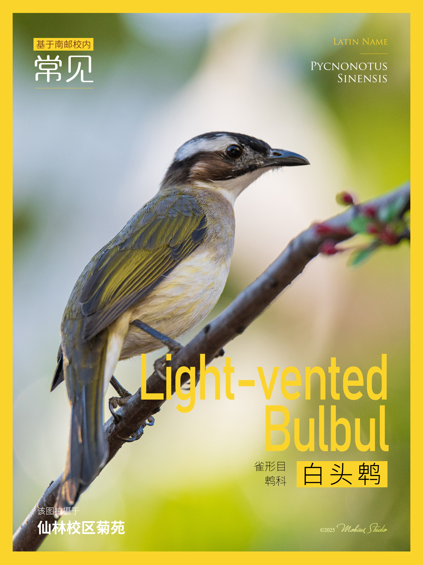 08白头鹎.jpg