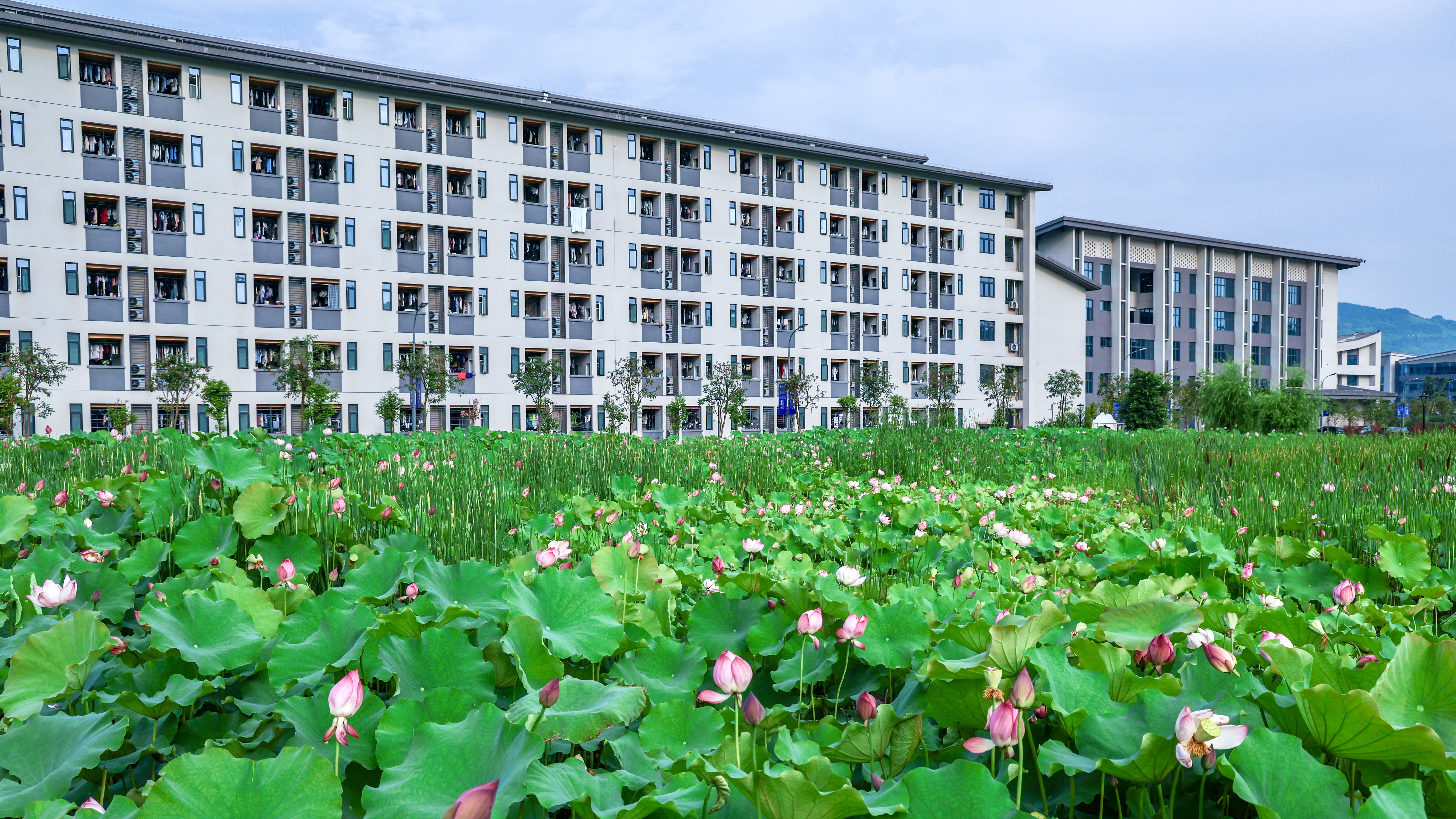 湖上荷葉。重慶移通學院 廖志森 攝。