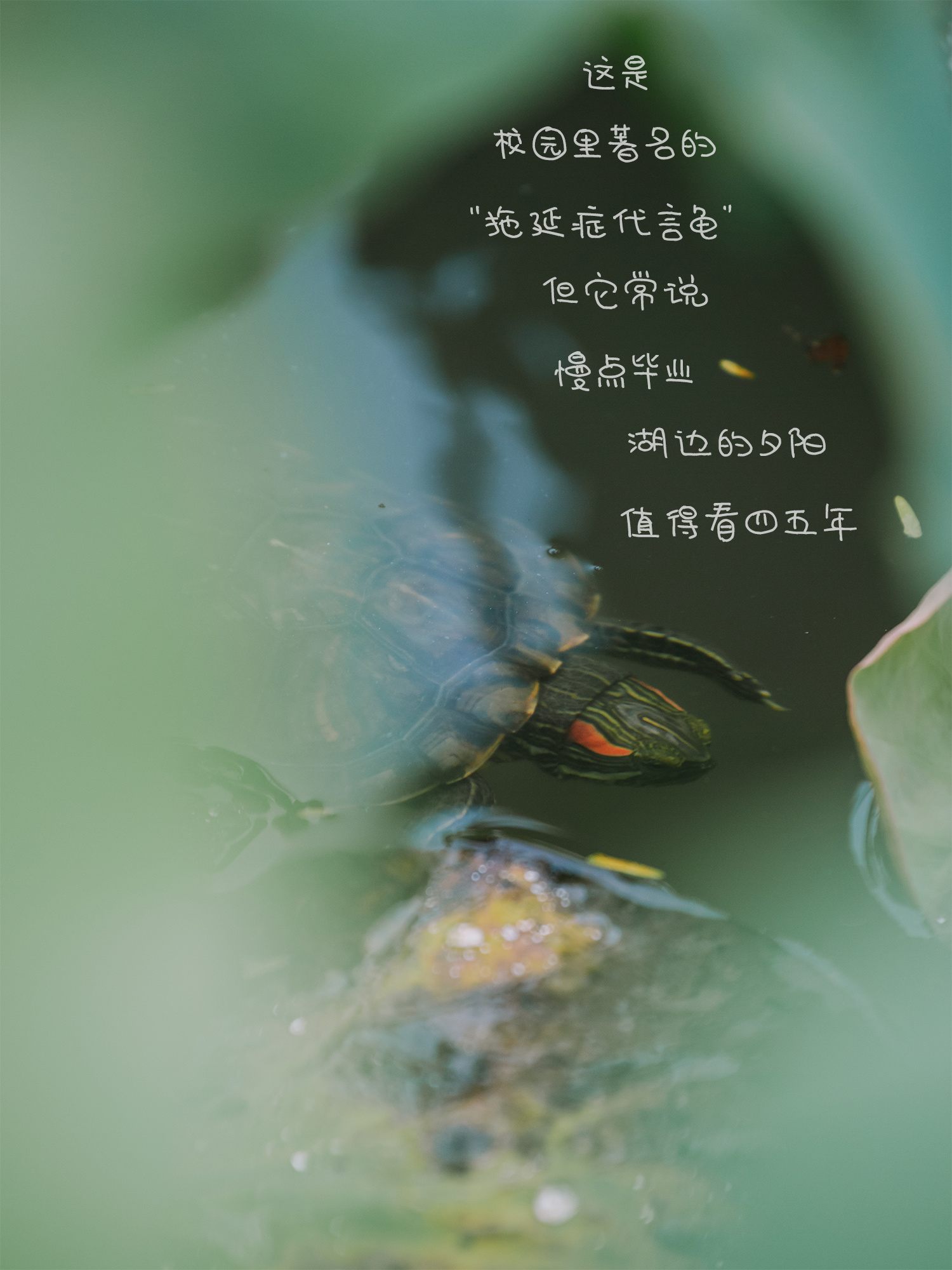 《乌龟》校园里著名的“拖延症代言龟”。但它常说：慢点毕业，湖边的夕阳值得看四五年。（摄影：朱鲜艳）