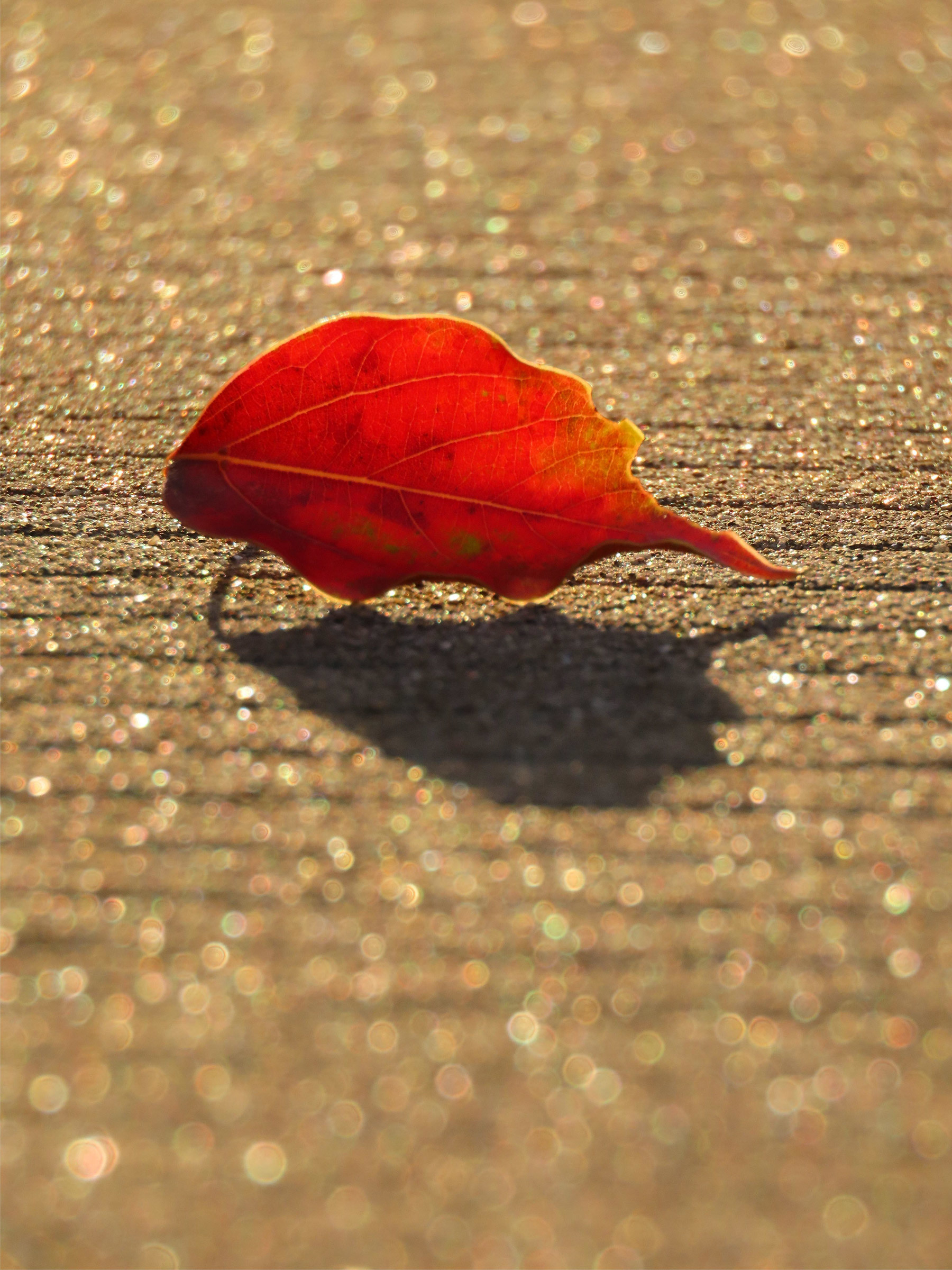 看一片葉，被時光染了紅，隨風落地，去尋它的影兒。（攝影：黃振誼）