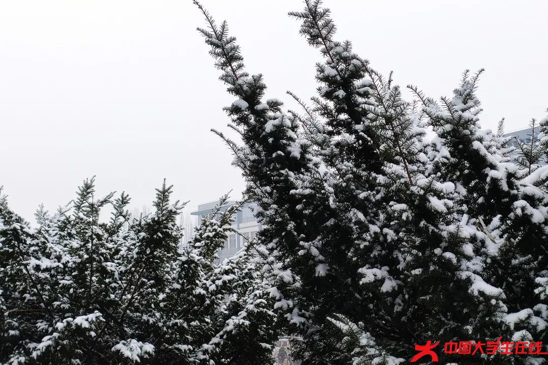 银装素裹。赵有成摄.jfif