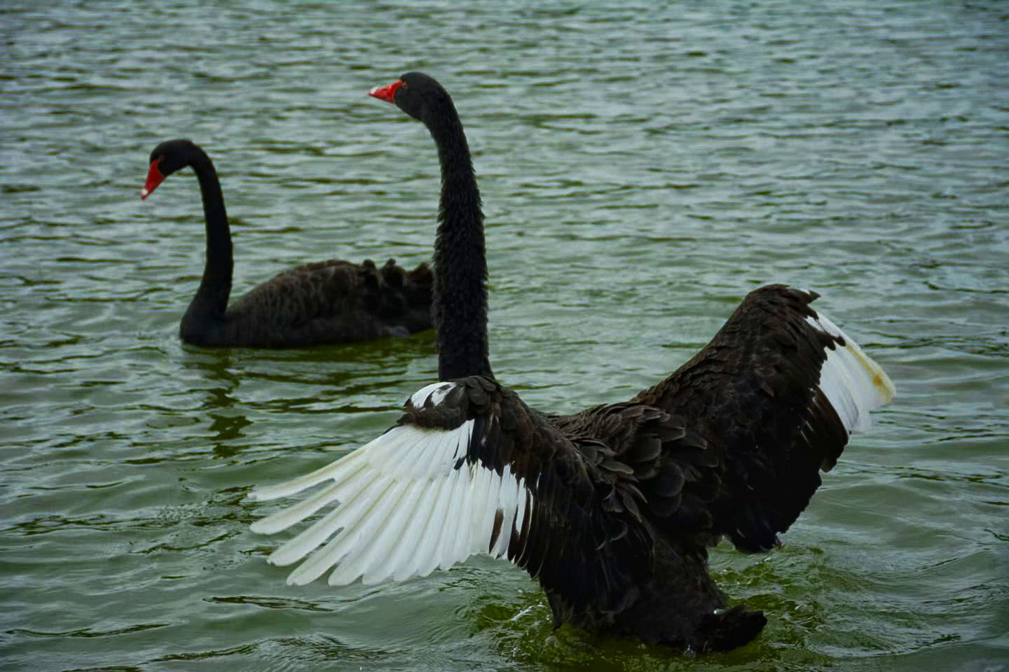 疲惫时，不妨坐到湖边看黑天鹅悠悠划水。荡起的涟漪将它们的影子晃得细碎，像极了脑内不断打乱重组的知识点，看似繁杂散乱，却能在最后变得完整而清晰。原来，坚持的意义，也藏在这些细微的治愈里。（摄影：陈等莅）
