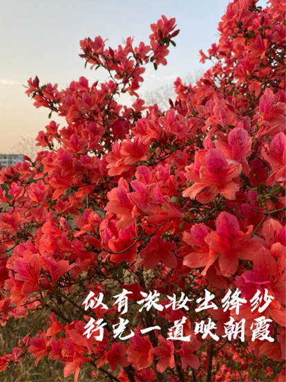 绚烂的映山红如烈焰般燃烧，绽放着生命的热情与活力。每一朵花都像是一位舞者，在微风中轻盈地摇曳，仿佛在与阳光共舞。
