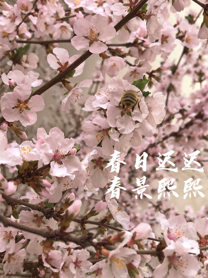 春风轻拂，花瓣如雪般飘落，蜜蜂在花间忙碌地穿梭，采集着甜蜜的花蜜。枝头绽放的桃花，如同粉色的云朵，点缀着整个春天。
