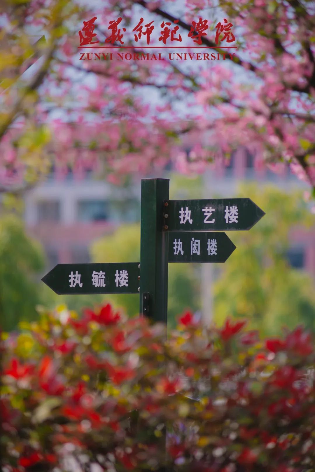 定格遵师之春 播种奋发之籽 - 遵义师范学院 - 中国大学生在线