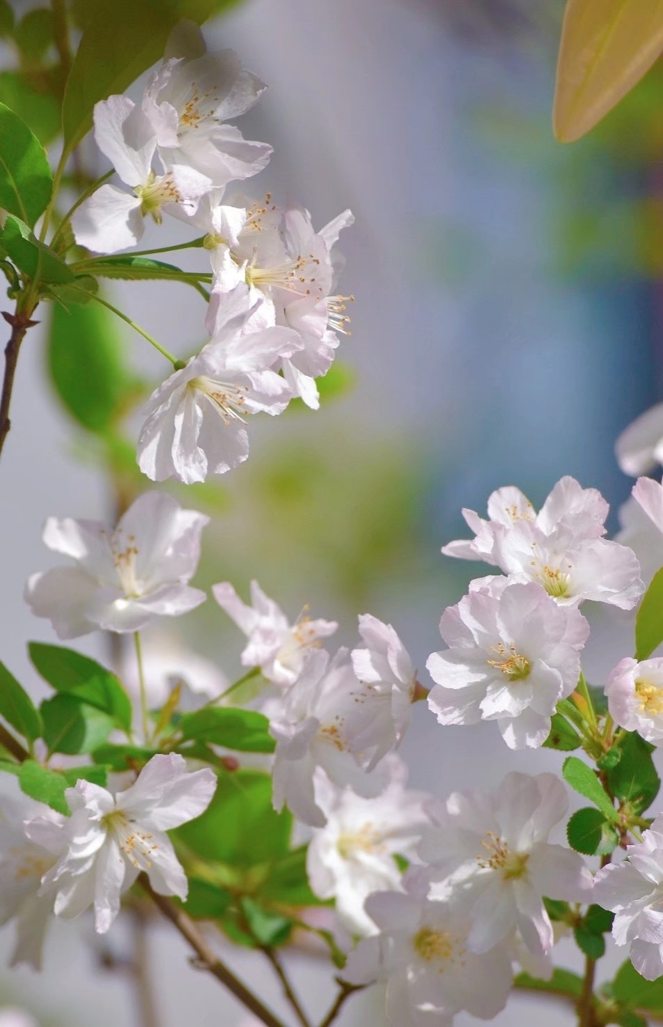 花瓣轻绽于枝头，嫩绿新芽星星点点，细碎阳光洒落，晕染出校园一隅的宁静。(重庆理工大学 摄）