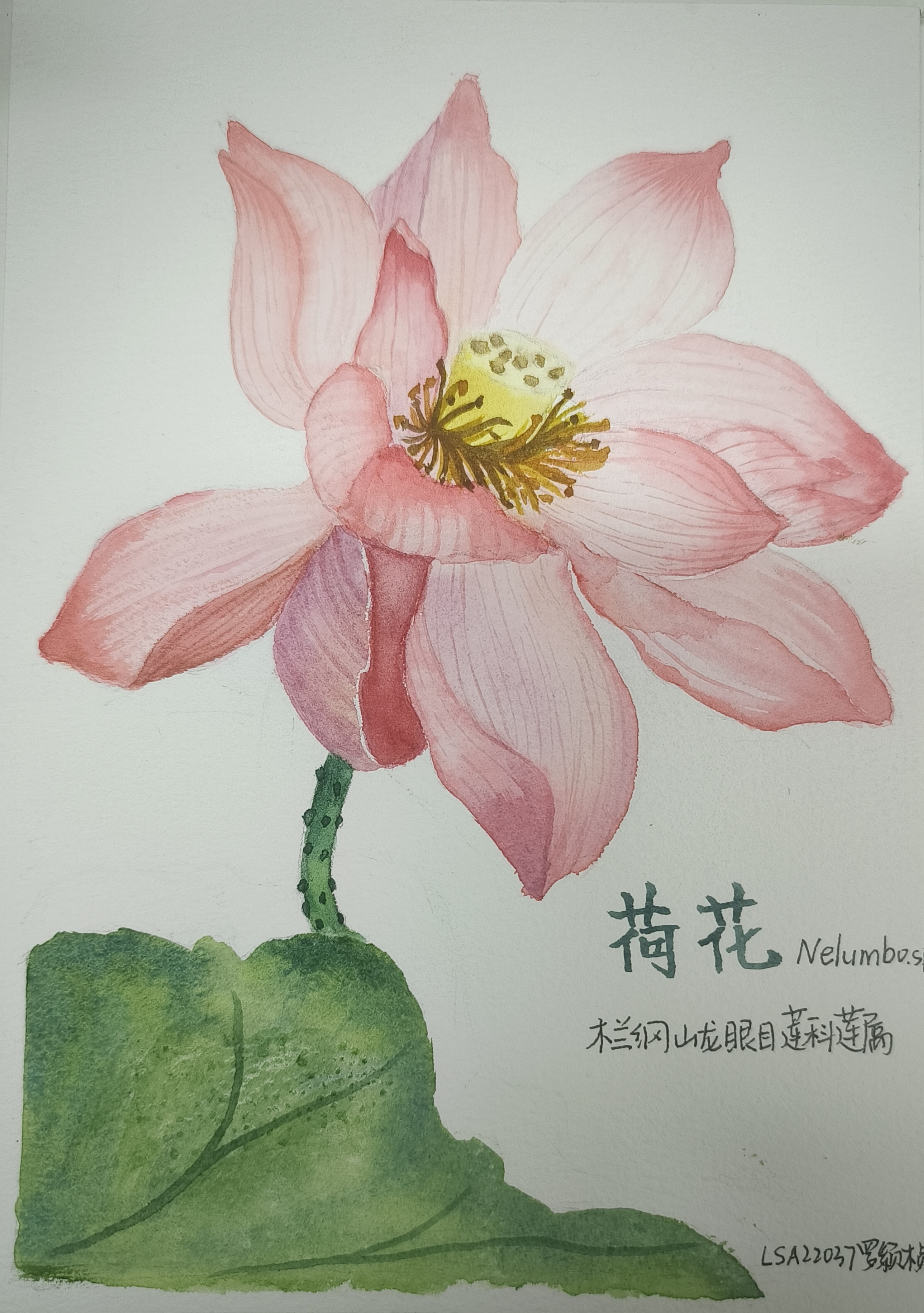 (荷花水彩画作者:罗颖桢 摄影:简敏)