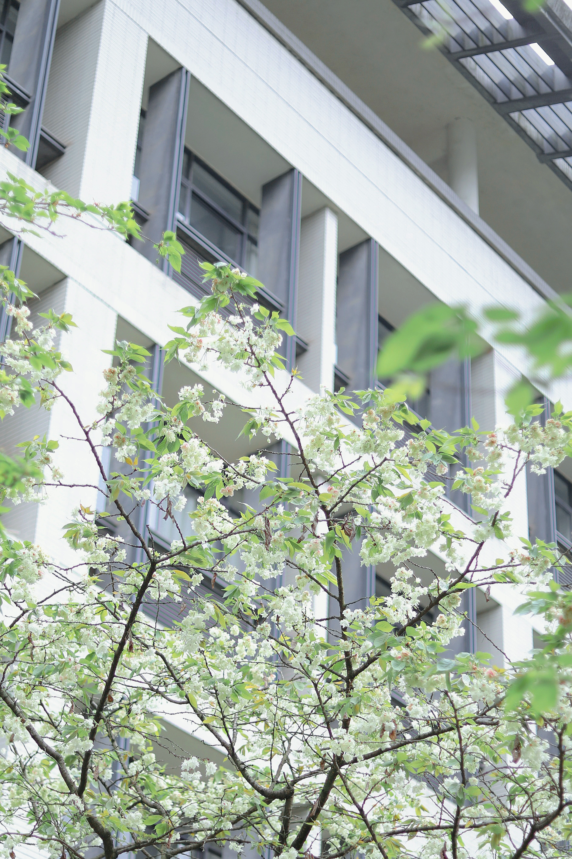 白花满枝，新绿点缀在其中，每一个角落都充满了春天的气息。(重庆理工大学 摄）