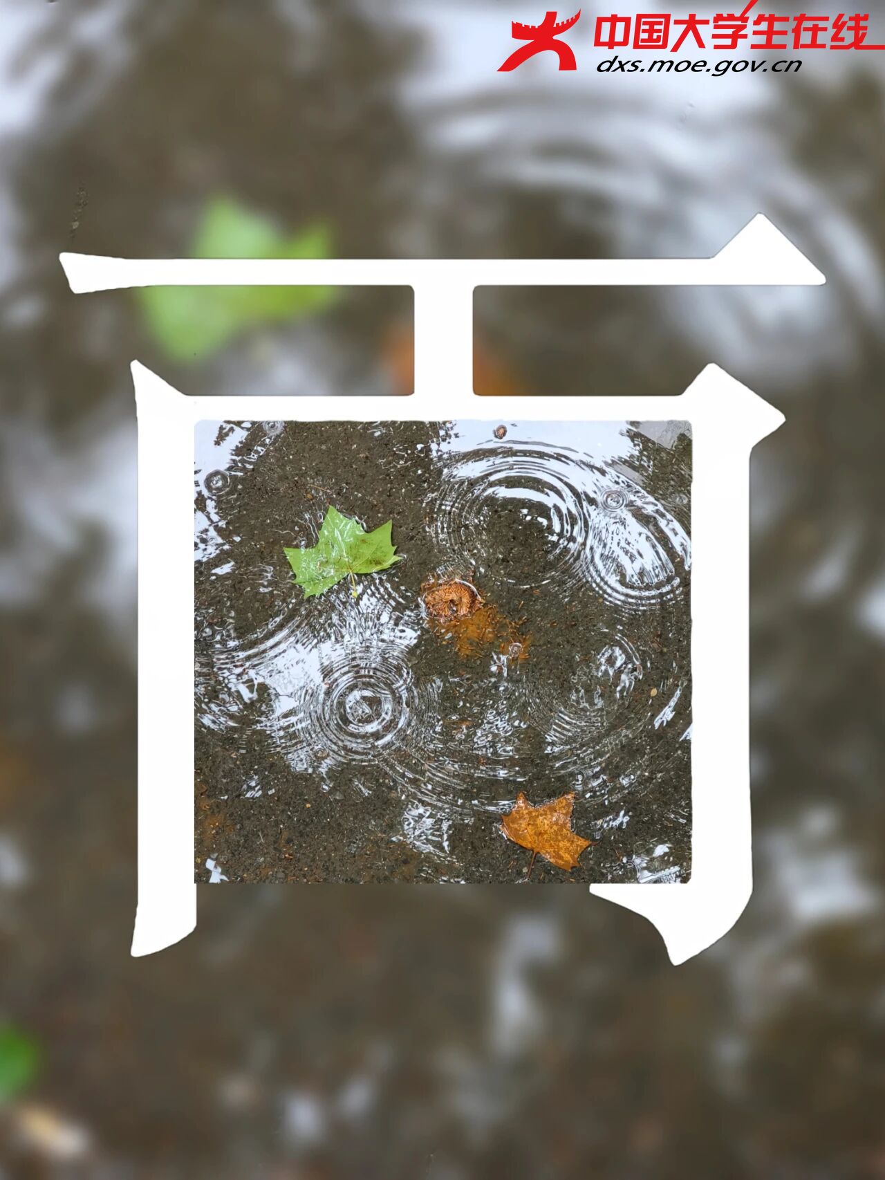 秋雨 图源：河南农业大学