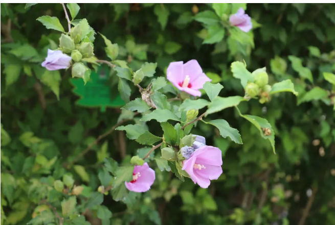 细碎野花是大地敲落的星子。键盘敲破晨雾时，春意正攀上窗棂，将代码种进温润的东风。（融媒体中心 李靖轩摄）