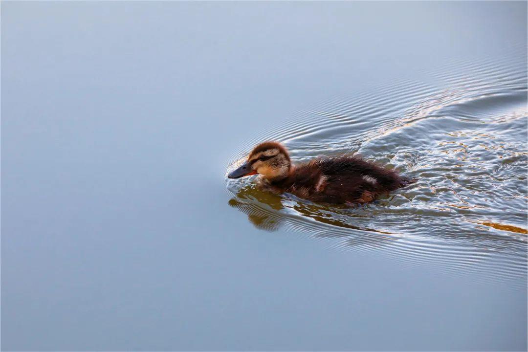在中航大,总要来趟千禧湖吧! - 中国民航大学 - 中国大学生在线