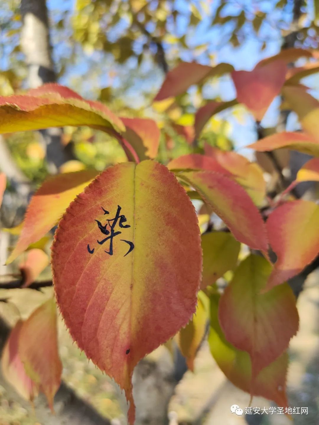 微信图片_20221105170355.jpg