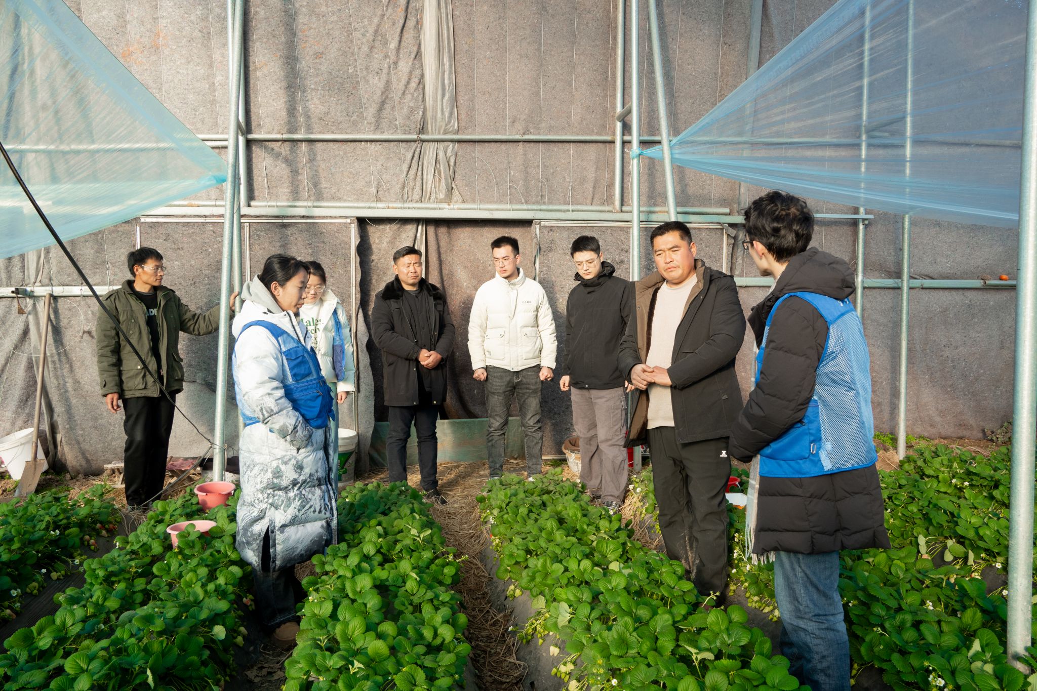 “荟聚山河”实践队实地调研邵庄村草莓种植基地 李佳琦摄影.jpg “荟聚山河”实践队实地调研邵庄村草莓种植基地 李佳琦摄影.jpg